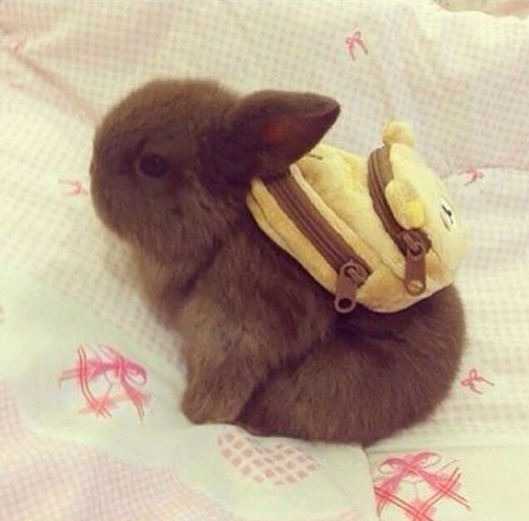 Cómo Debe Ser La Mochila Escolar