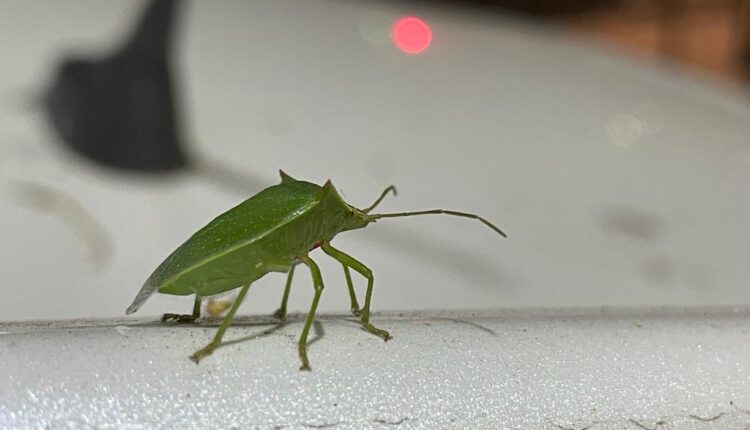 bicho verde